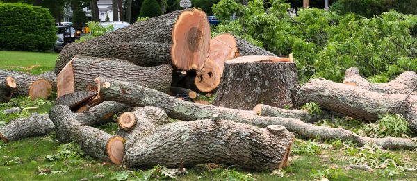 Large Tree Removal in Millsboro