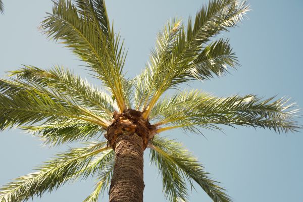 Palm Tree Removal in Millsboro