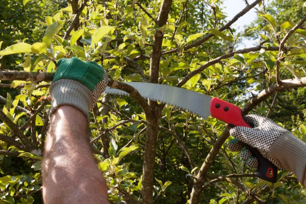 Small Tree Removal in Millsboro