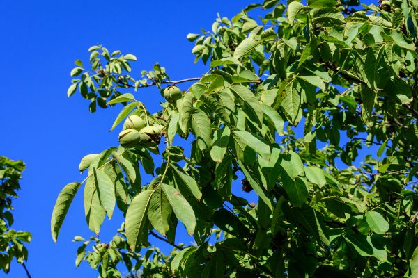Walnut Tree Removal in Millsboro