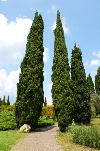 Cypress Tree Removal in Millsboro