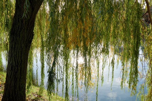 Willow Tree Removal in Millsboro