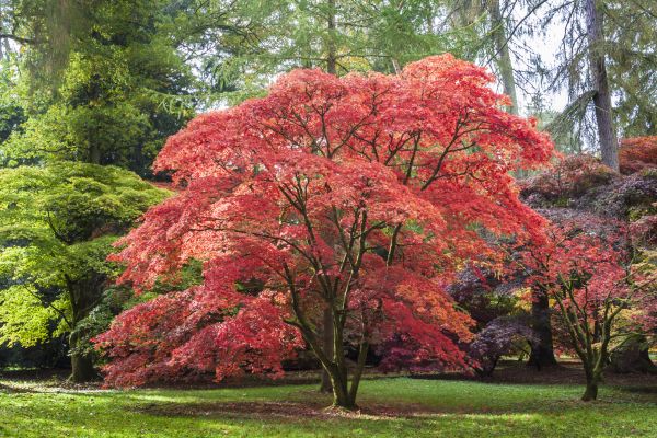 Maple Tree Removal in Millsboro