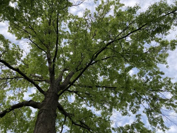 Oak Tree Removal in Millsboro