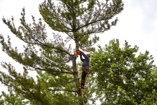 Pine Tree Removal in Millsboro