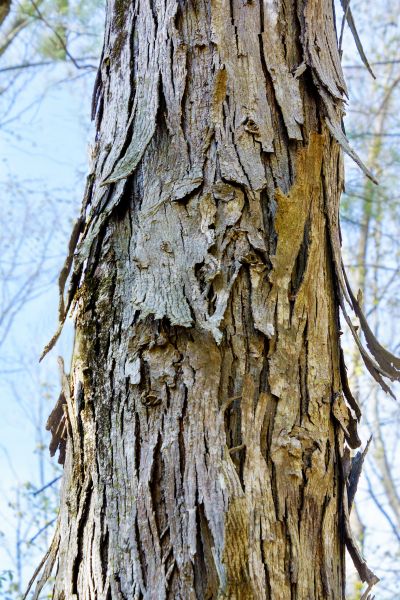 Hickory Tree Removal in Millsboro