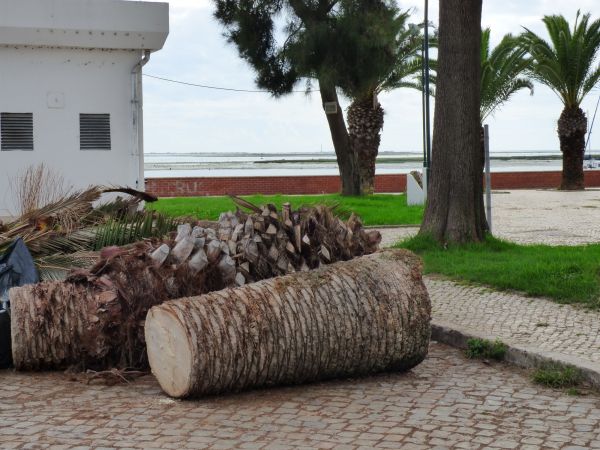 Palm Trees Removal in Millsboro