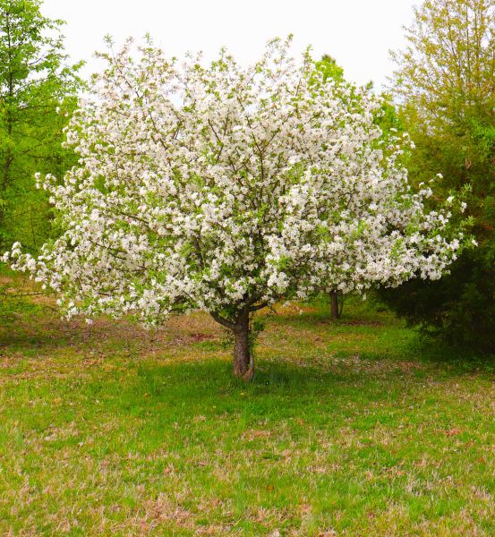 Dogwood Tree Removal in Millsboro