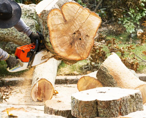 Tree Removal Service in Millsboro