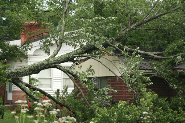 Emergency Tree Removal in Millsboro