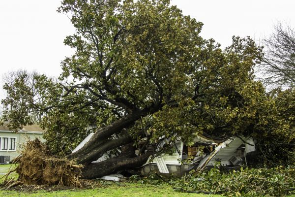 Fallen Tree Removal in Millsboro