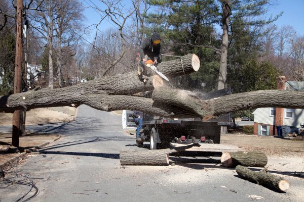 Residential Tree Removal in Millsboro