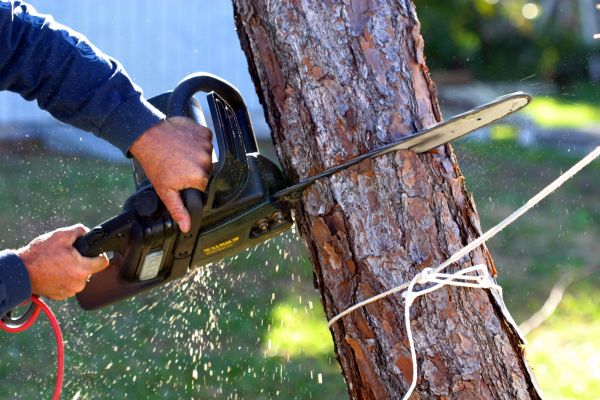 Dead Tree Removal in Millsboro