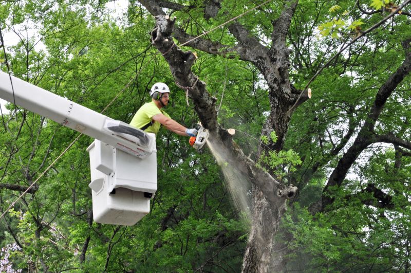Maple Tree Removal